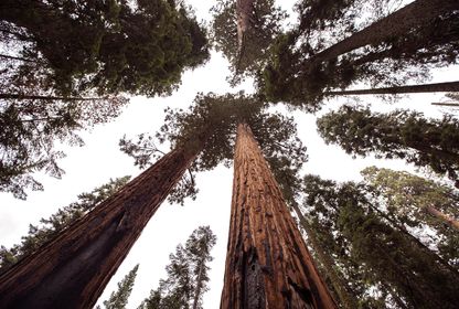 Wie adopteert een sequoia? Duizend jaar plezier en goed voor het milieu